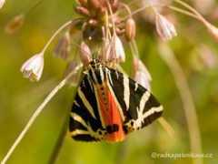 radkapalenikova.cz Palenikova
