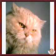 lnx.micimiao.it Pallino