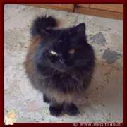 lnx.micimiao.it Pallino