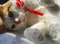 lnx.micimiao.it Pallino