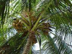 panoramio.com Palmen