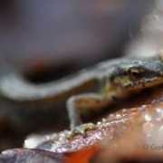 fotonatura.org Palmitas