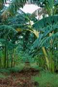 Palms