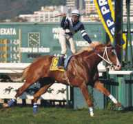 turfebrasil.not.br Palura