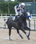 turfebrasil.not.br Palura