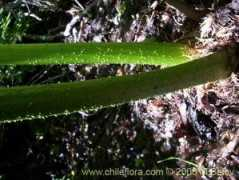 chileflora.com Pangue
