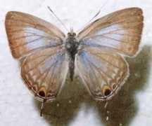 lepidoptera.butterflyhouse.com.au Panormus
