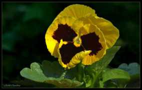 Pansy