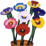 Pansy