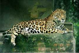 Panthera