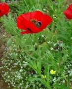 missouriplants.com Papaver