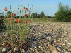 panoramio.com Papaver