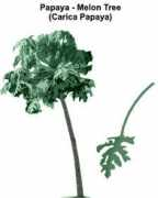 Papaya