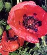 jardimdeflores.com.br Papoula