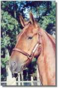 Pappya