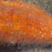 wildsingapore.com Papulae