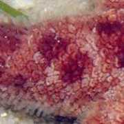 wildsingapore.com Papulae