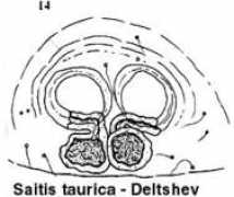 Paraschi