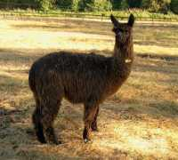Parcy