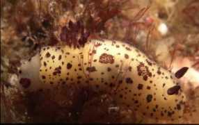 slugsite.us Pardus