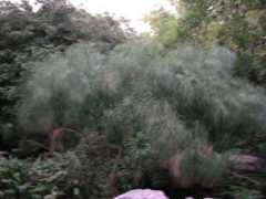 fotothing.com Parineetha