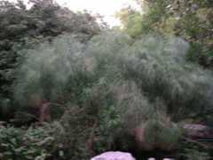 fotothing.com Parineetha