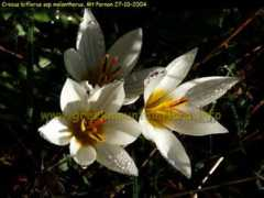 greekmountainflora.info Parnon