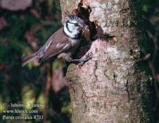 Parus