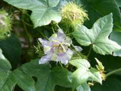 botanic.jp Pashir