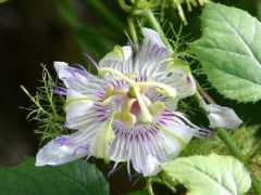 botanic.jp Pashir