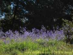 chileflora.com Pasithea