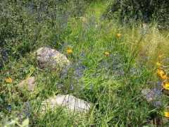 davesgarden.com Pasithea