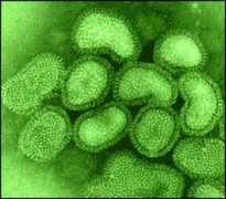 topnews.in Pathogen