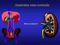 renalgate.it Patol