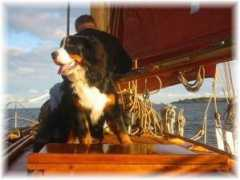 kennel-hiselfoss.com Patrana