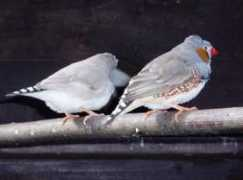 tierheim-schwerte.de Patschi