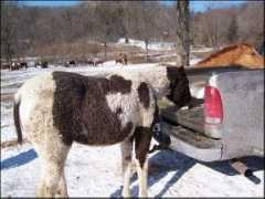 jerryhalvorson.com Patticake