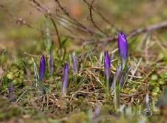 fotoblog.lv Pavasars