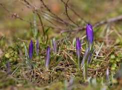 fotoblog.lv Pavasars