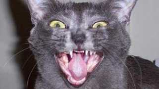 Pavor