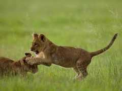 Pawing