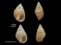 seashellhub.com Payraudeau