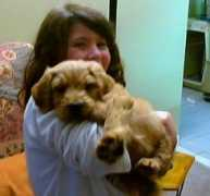 goldendoodles.com Peeko