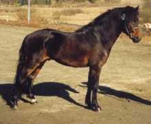 dartmoorponny.org Peggen