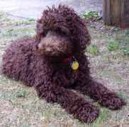 oregonlabradoodles.com Pelei
