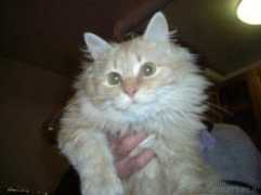 lnx.micimiao.it Pelino