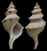 gastropods.com Penion