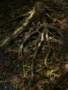 jpgmag.com Pennylaine