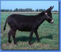 asspirinacresdonkeys.com Pepeti