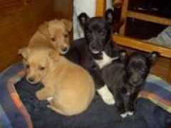 refugiodaspatinhas.org Pequenina